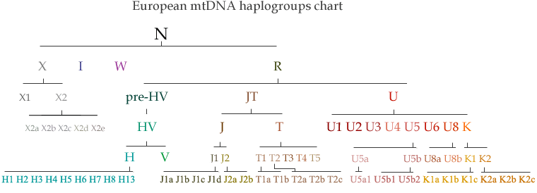 European mtDNA haplogroup chart European mtDNA haplogroup chart