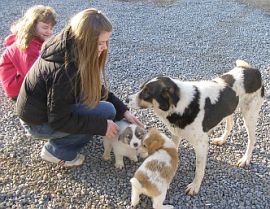 Soncev mrk 29.3.2006