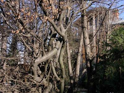 hi&scaron;a pozimi povečava