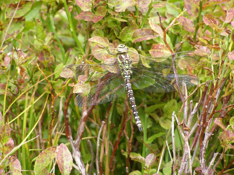 P1013294