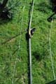 Adrenalinski_park_82