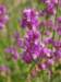 img_5333_small.jpg