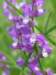 img_5341_small.jpg