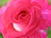 img_4814_small.jpg