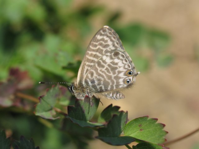 img_5144.jpg