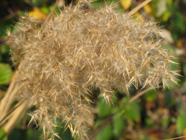 jeseni2007063.jpg