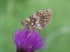 temnipisanek_small.jpg
