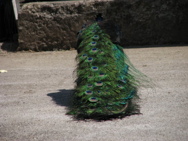 olavnaravi022.jpg
