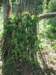 olavnaravi095_small.jpg