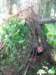 olavnaravi099_small.jpg