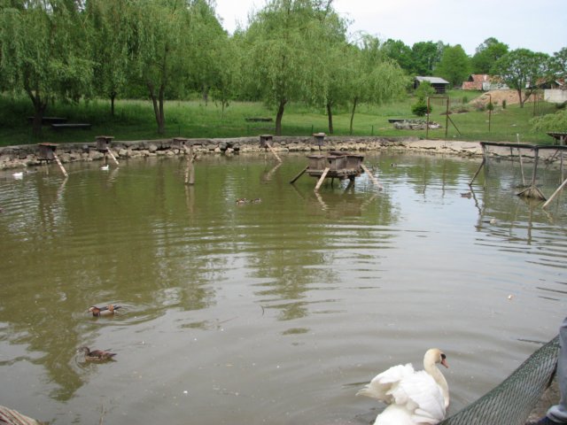 olavnaravi145.jpg