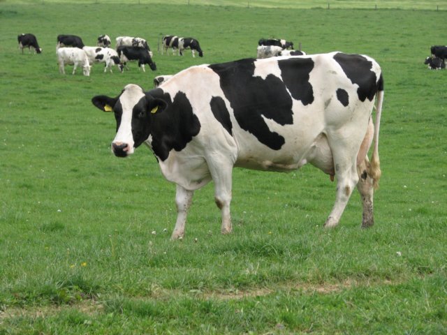olavnaravi148.jpg
