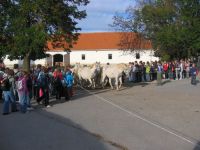 Kobilarna