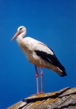 Ciconia_alba_juv1.JPG (11340 bytes)