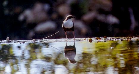 Cinclus_ad.JPG (20893 bytes)