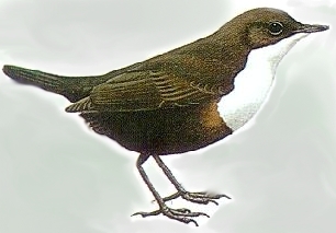 Cinclus_risba.jpg (45444 bytes)