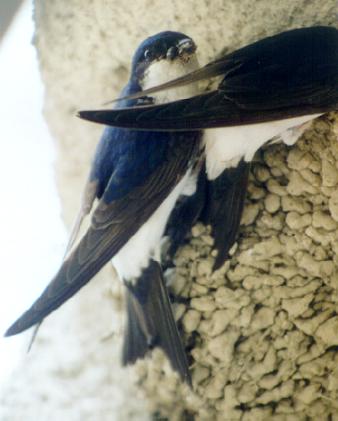 Delichon_urbica_hranjenje1.JPG (22058 bytes)