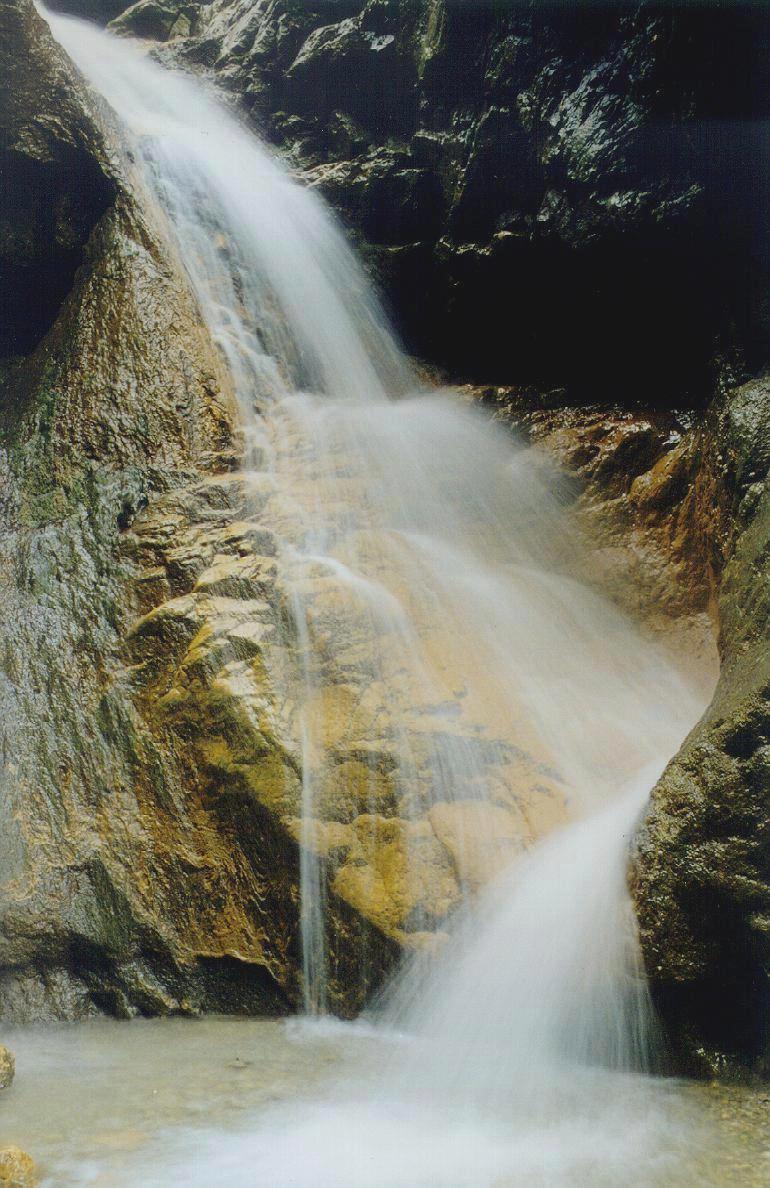 Zlatolaske_3.JPG (160365 bytes)