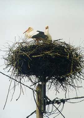 bela_storklja_gnezdo_1.jpg (16898 bytes)