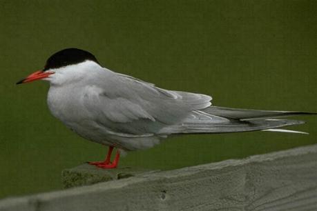 cigra_1.JPG (13867 bytes)