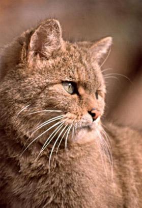 d_macka.JPG (21766 bytes)