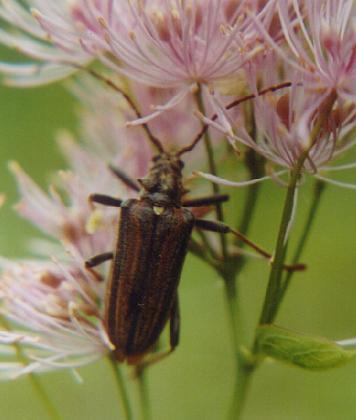 kozlicek1.JPG (20149 bytes)