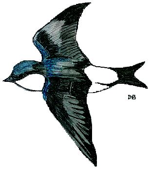 lastovka_danilo.JPG (17384 bytes)