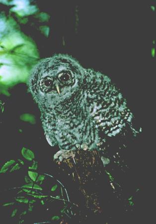 lesna_sova_juv1.JPG (19996 bytes)