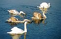 mute_swan_familia.JPG (3770 bytes)