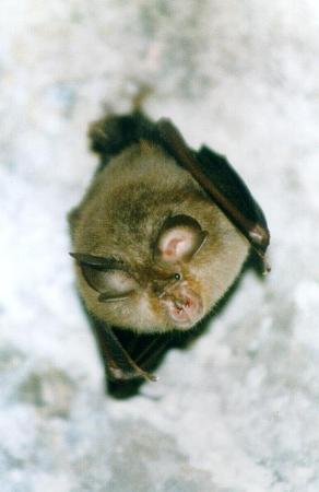 netopir_mirenska_jama.JPG (15074 bytes)