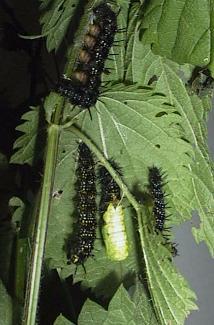 pavlincek_buba.JPG (18032 bytes)