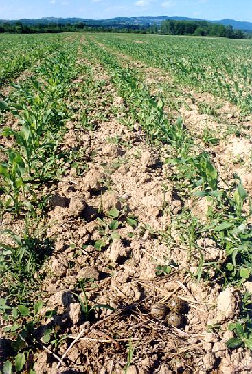 priba_gnezdo_1.JPG (87052 bytes)