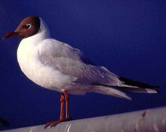 recni_galeb_1.JPG (21530 bytes)