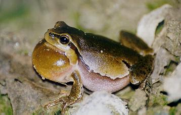 rjava_rega.JPG (17470 bytes)