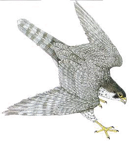 selec_risba_2.gif (29512 bytes)