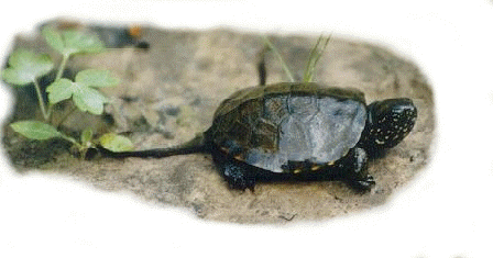 sklednica_Jakec_juv1.gif (51543 bytes)