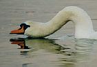 swan_drinking.JPG (3234 bytes)