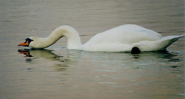 swan_drinking1.JPG (24332 bytes)