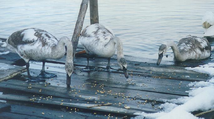 swan_hranjenje1.JPG (48583 bytes)