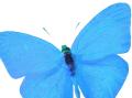 bluebutterfly bluebutterfly.jpg