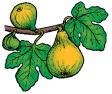 figs.jpg