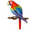 parrot.jpg