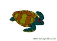 turtle.jpg