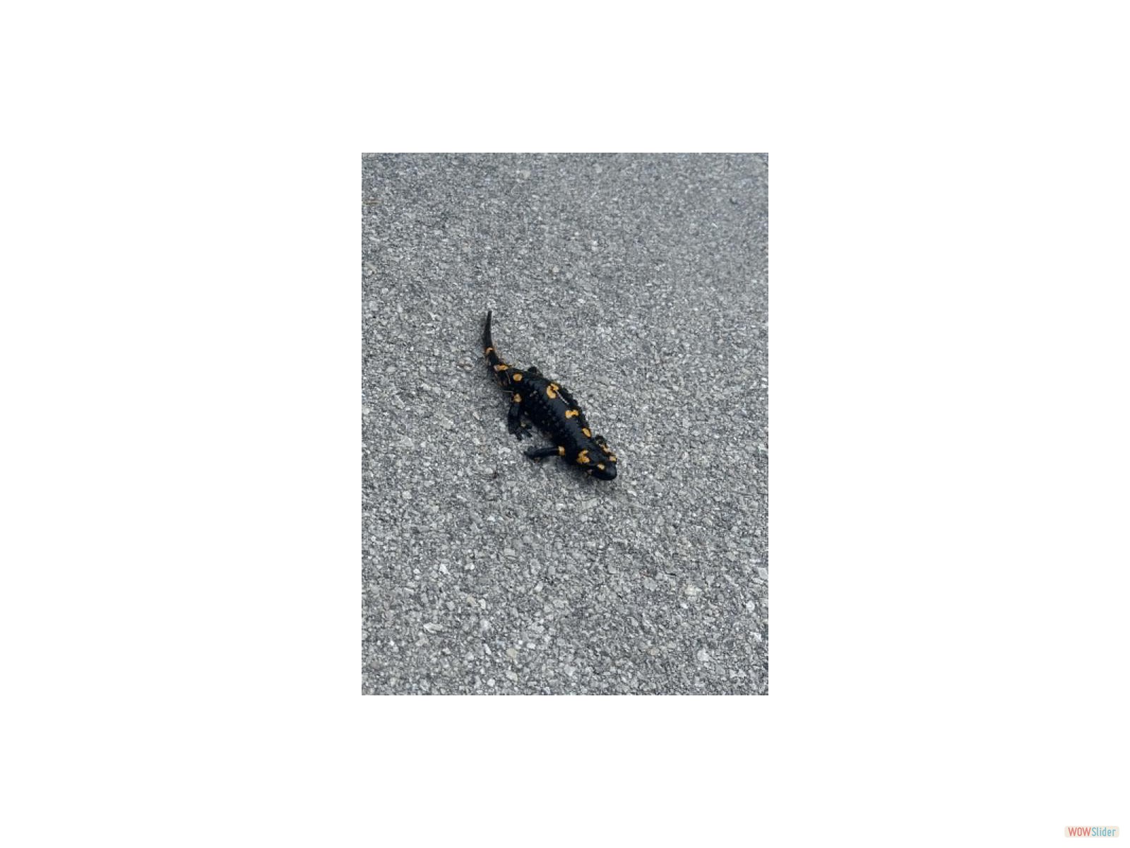 image007