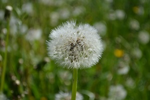 DSC_0011