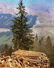 les1.jpg (7920 bytes)