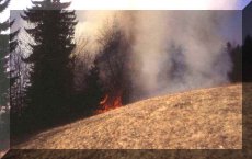 gozdni_pozar_tn.jpg (9118 bytes)