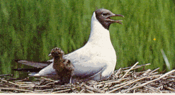 recni_galeb.gif (23906 bytes)