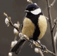 sinica1.gif (21092 bytes)