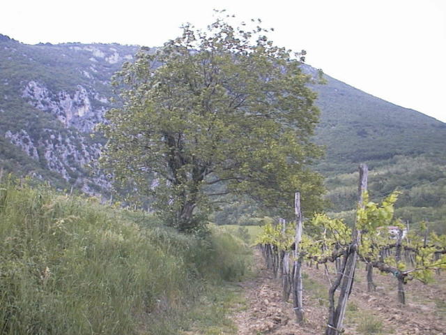 drevo.JPG (63278 bytes)